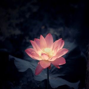 Meet your Posher, Lily